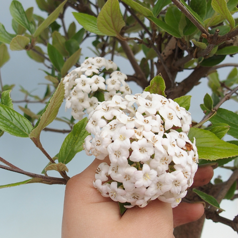 Outdoor bonsai-Kalina Bodnanská - Viburum carlesii