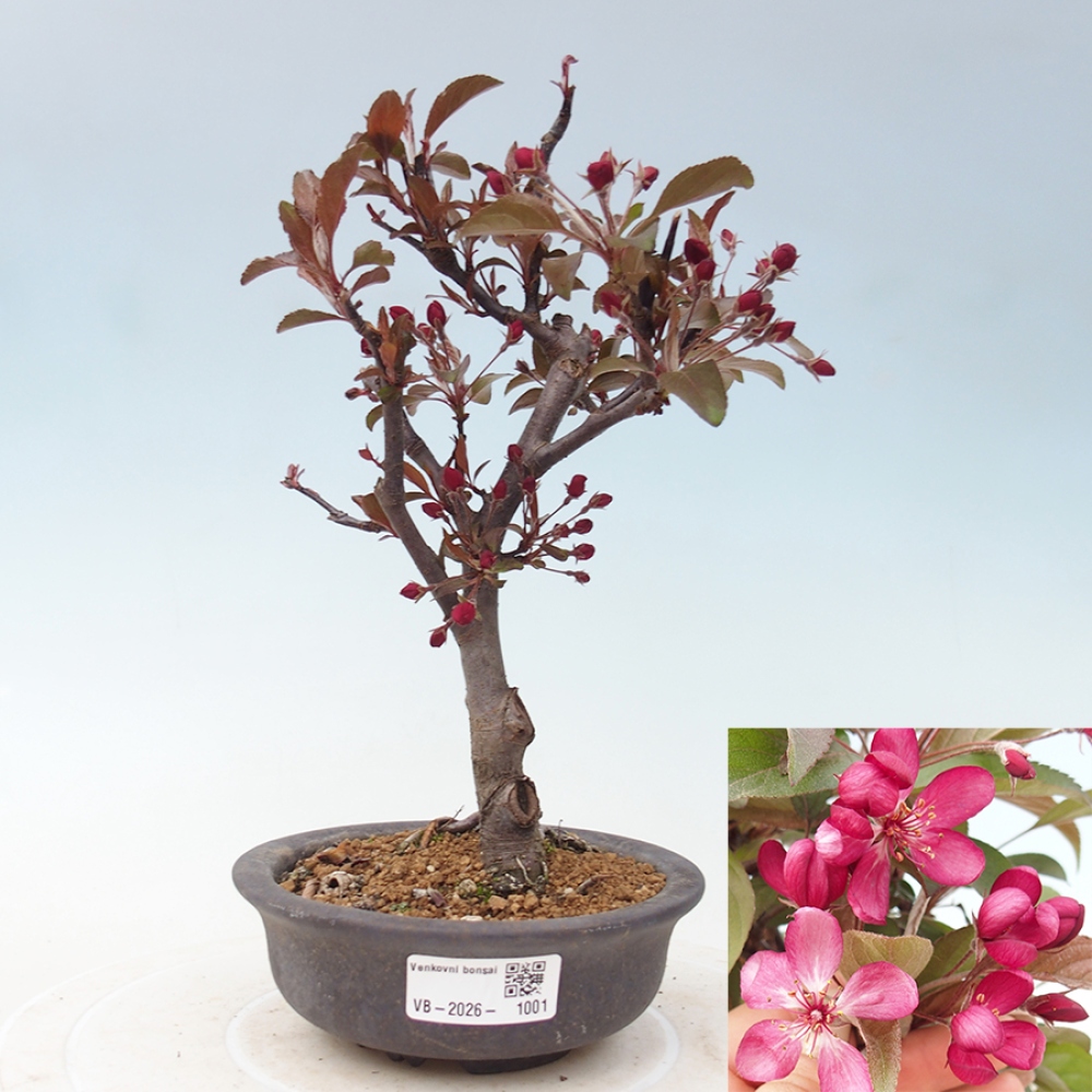 Outdoor bonsai - Malus domestica - Jabłoń czerwonolistna o małych owocach