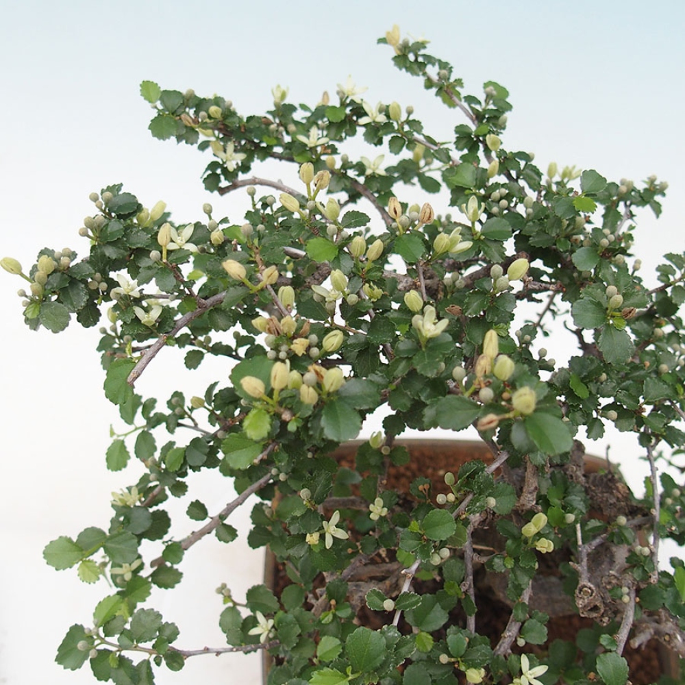Bonsai wewnętrzne - Grewia sp. - Grewie drobnolistne