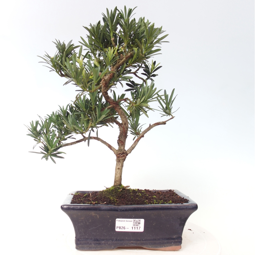 Pokój bonsai - Podocarpus - Kamienny cis