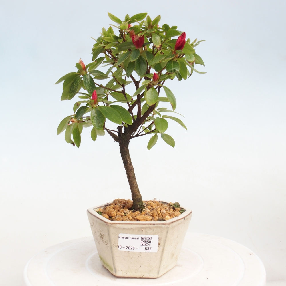 Outdoor bonsai - Azalia japońska - Azalea sp.