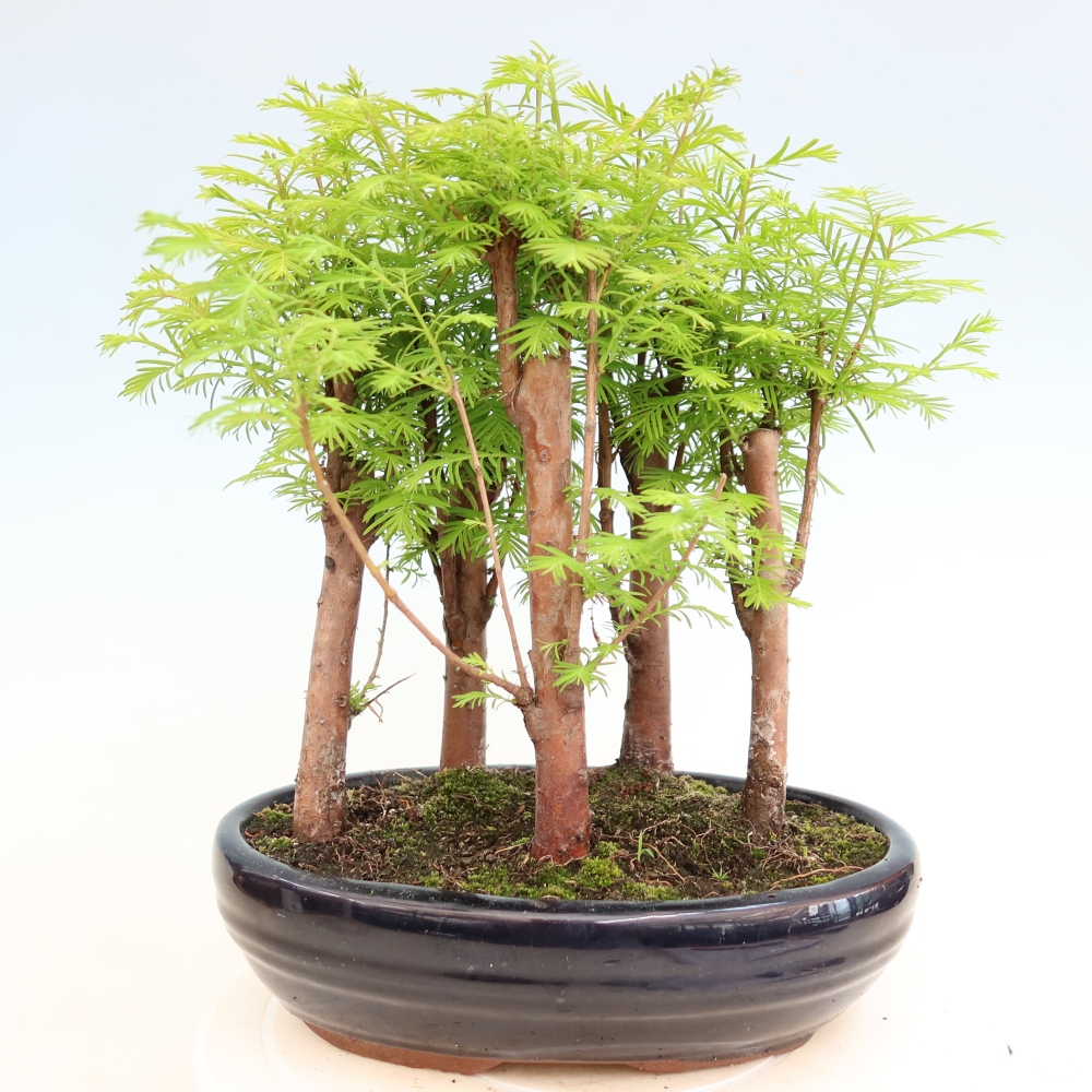 Bonsai ogrodowe – Metasequoia glyptostroboides – metasekwoja chińska – zagajnik