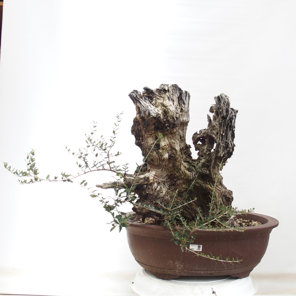 Kryte bonsai - Olea europaea sylvestris - Europejska oliwa z małych liści