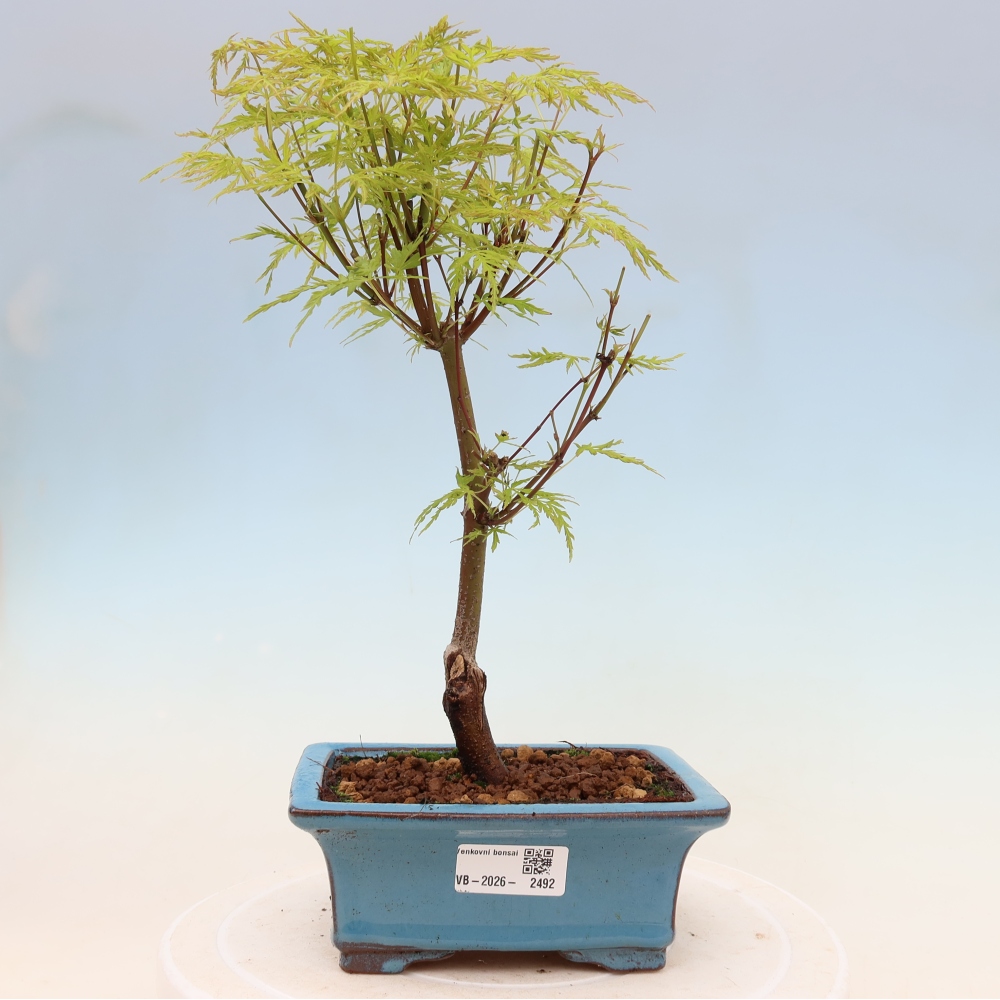 Outdoor bonsai - Acer palmatum Dissectum - Klon japoński 