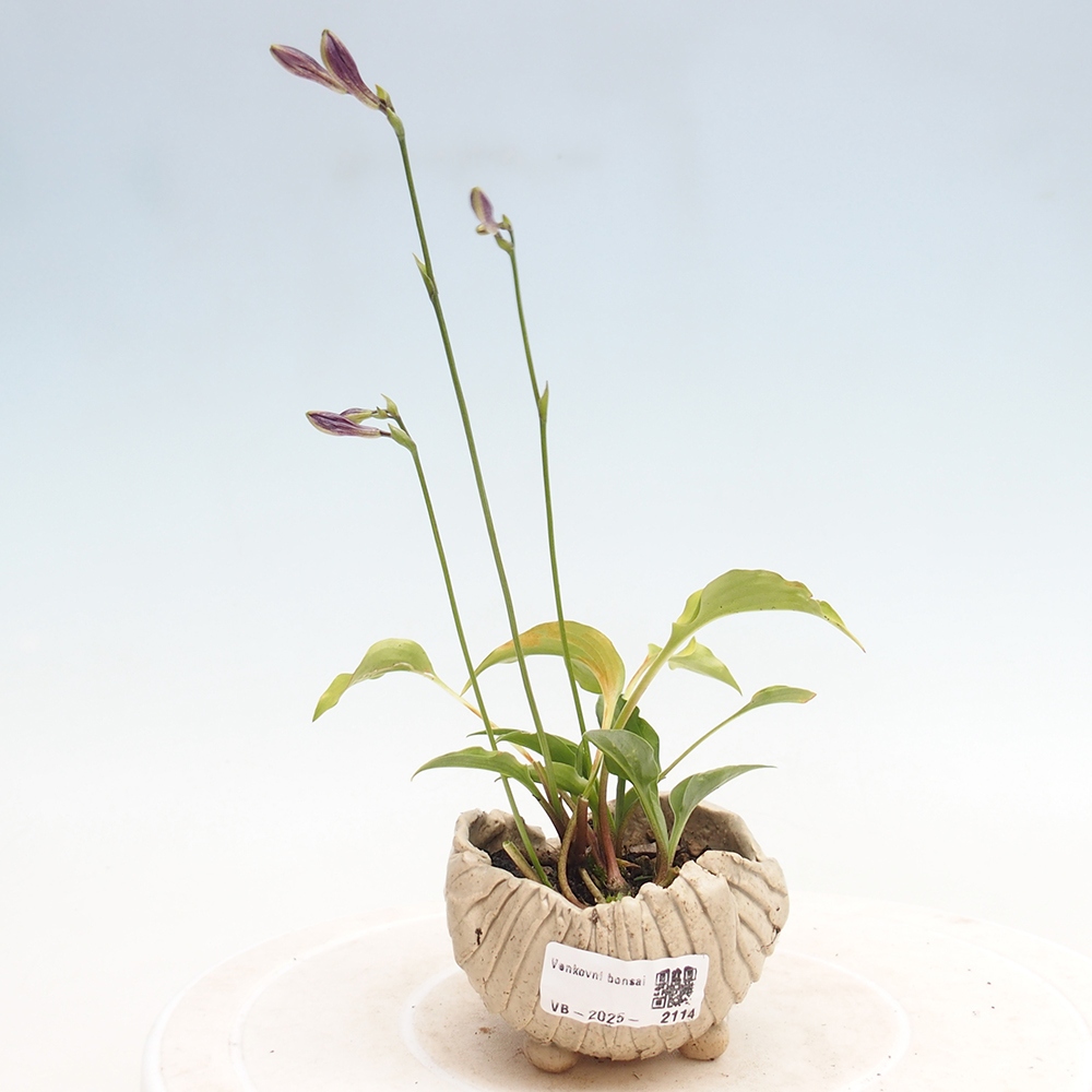 Outdoor bonsai - Mini Hosta - Bogini