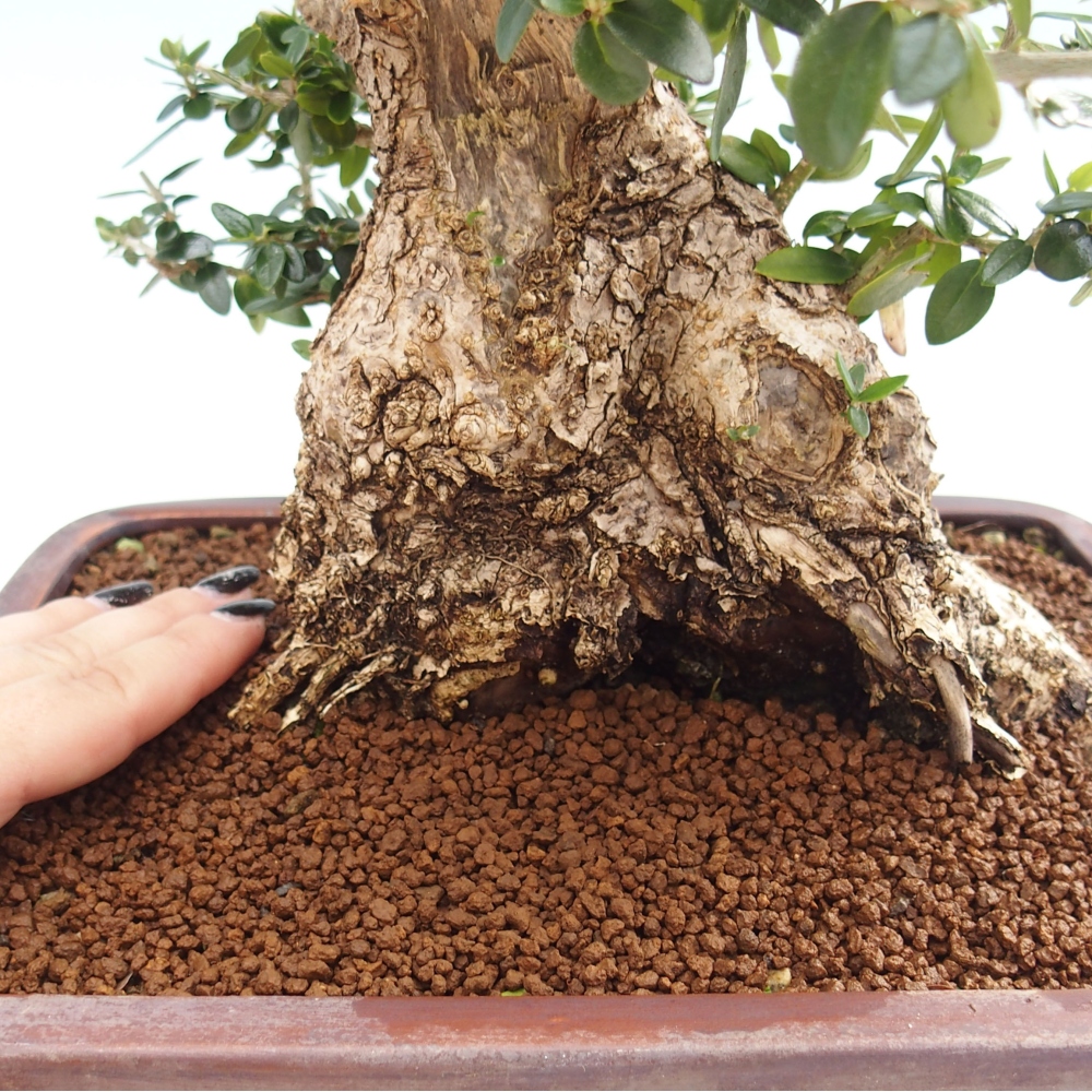 Kryte bonsai - Olea europaea sylvestris - Europejska oliwa z małych liści