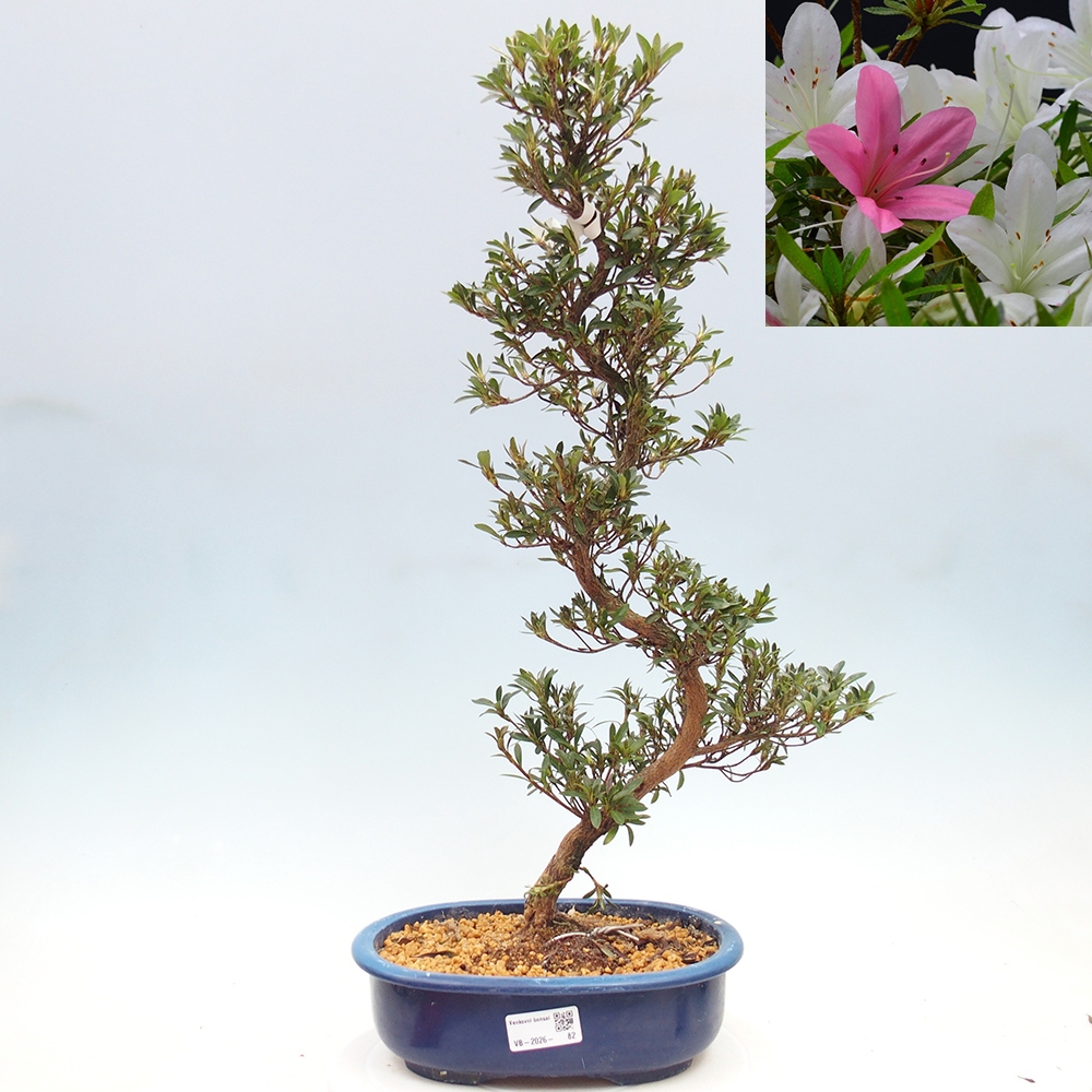 Bonsai zewnętrzne - Azalia japońska - Azalia Hakurin