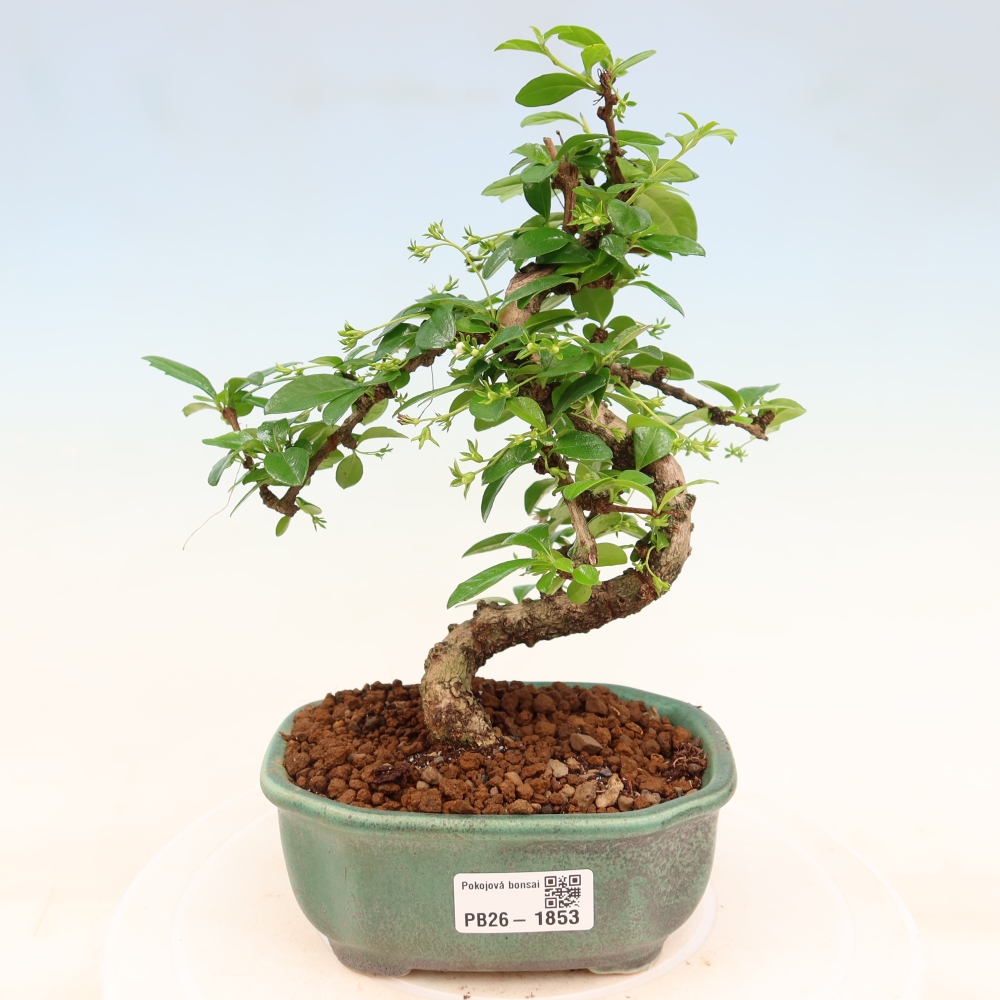 Bonsai pokojowe - Carmona macrophylla - Tea fuki