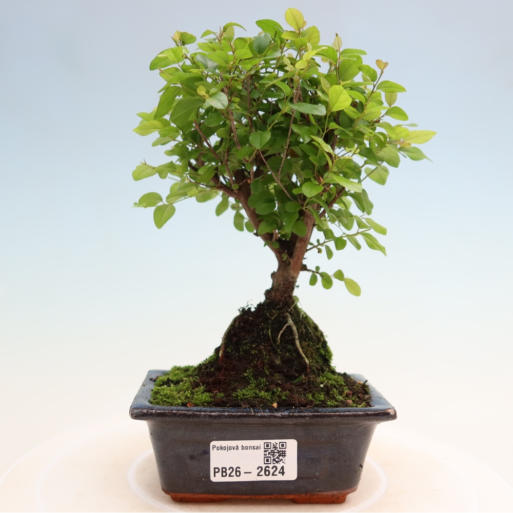 Bonsai pokojowe - Sageretia thea - Sageretia thea