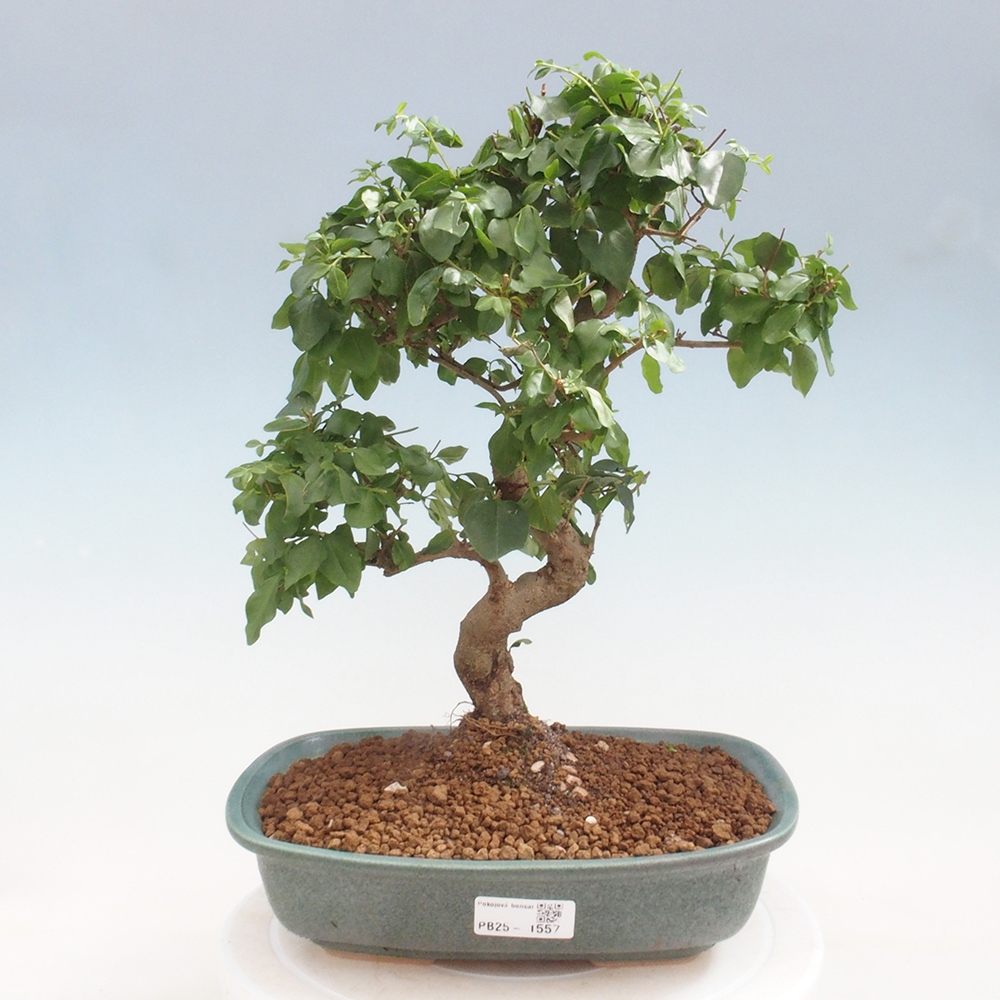 Pokój bonsai -Ligustrum chinensis - Ptasie oko