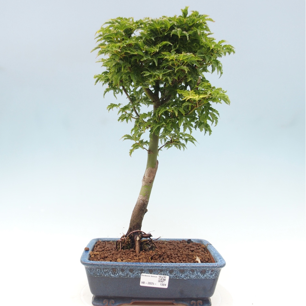 Bonsai zewnętrzne - klon Acer palmatum Shishigashira