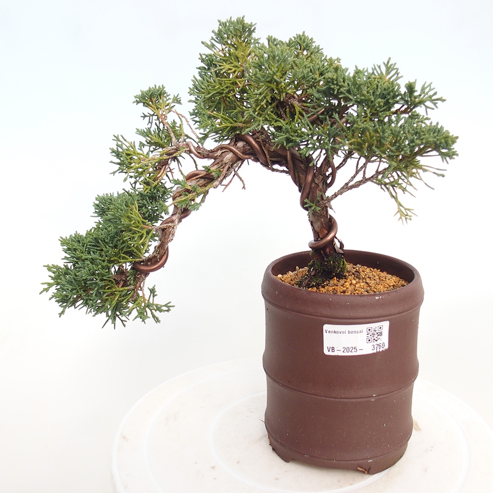 Outdoor bonsai - Juniperus chinensis Kishu