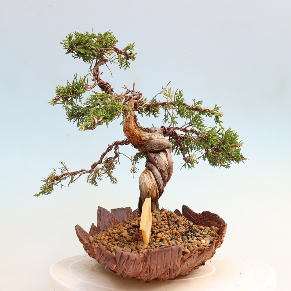 Bonsai ogrodowe – Juniperus chinensis Itoigawa – jałowiec chiński