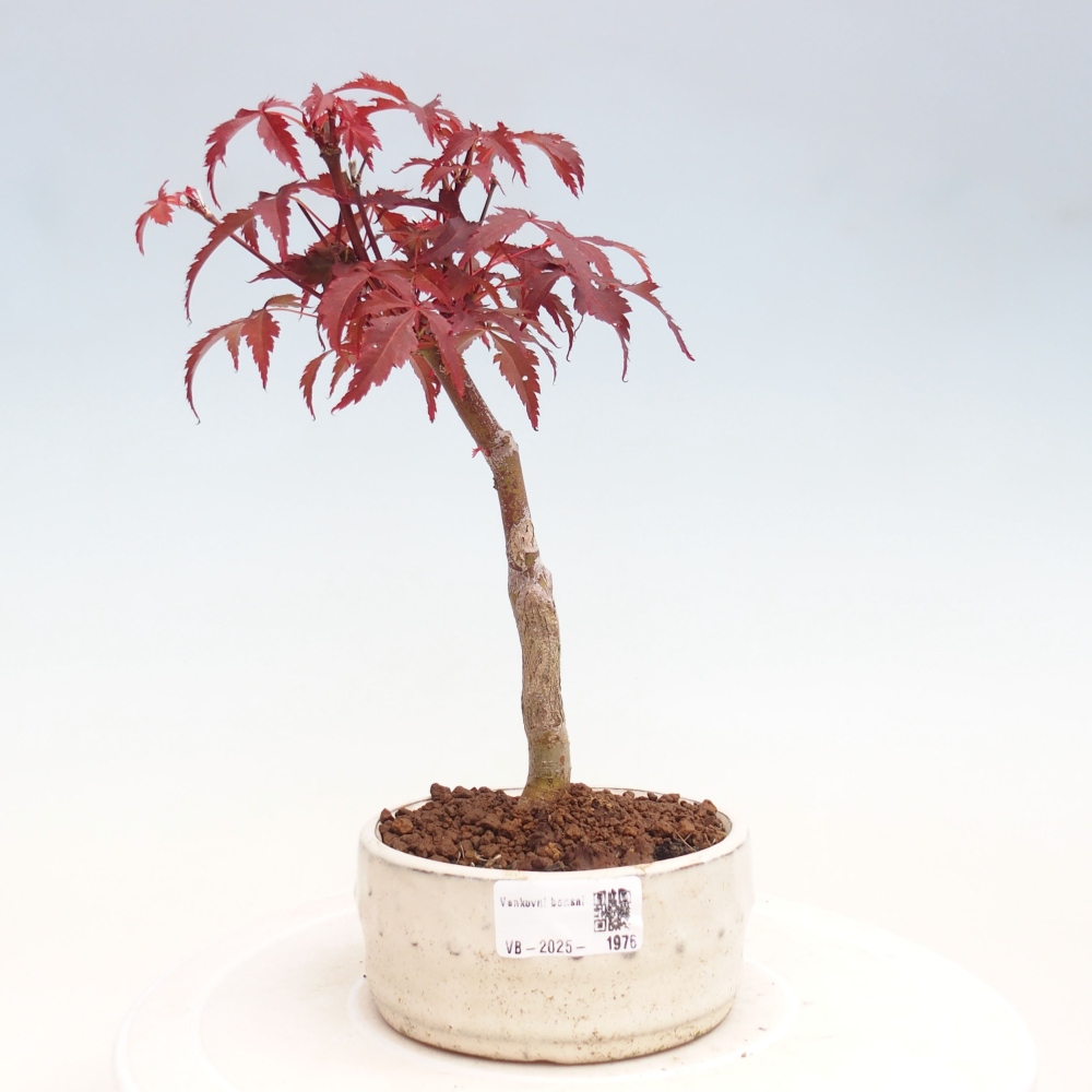 Bonsai zewnętrzne - palma Acer. Klon Atropurpureum-Palmleaf