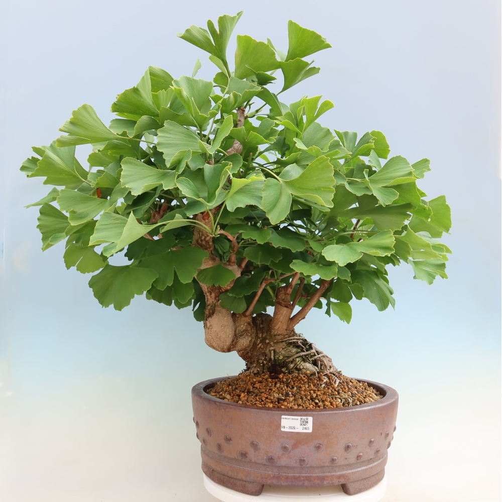 Outdoor bonsai - Ginkgo biloba - Miłorząb dwuklapowy