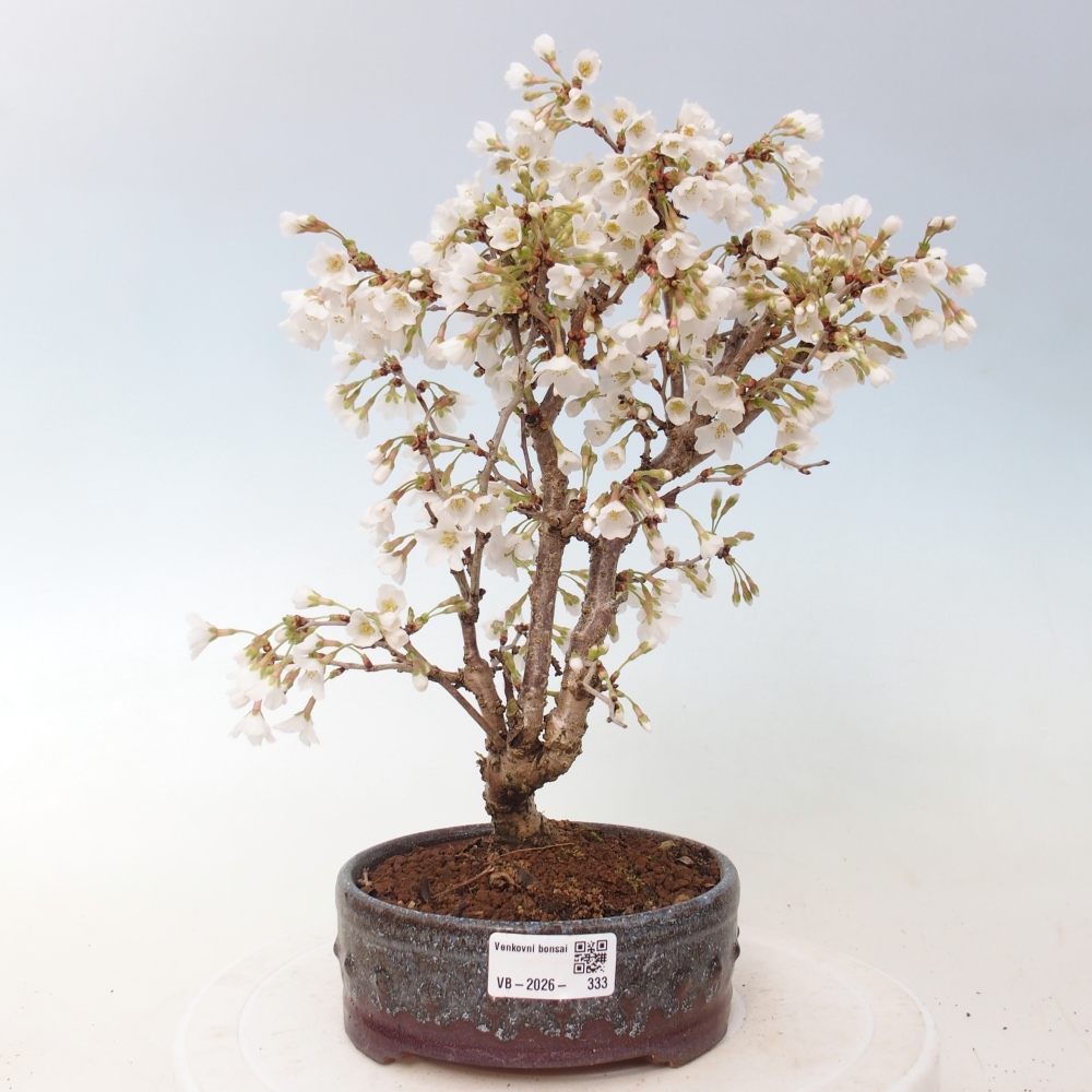 Outdoor bonsai - Prunus incisa Kojou-no mai-Plivon wycięty