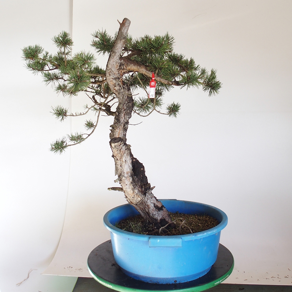 Yamadori - Pinus sylvestris Hiszpania