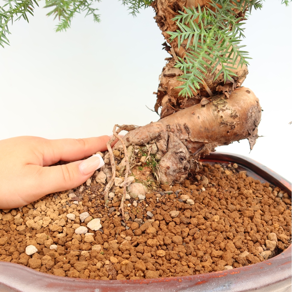 Bonsai domowe – araukaria – domowa sosenka