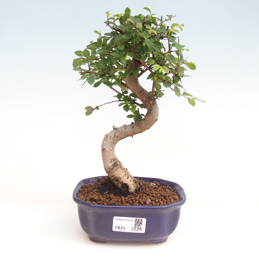 Bonsai wewnętrzne - Ulmus parvifolia - Wiąz drobnolistny