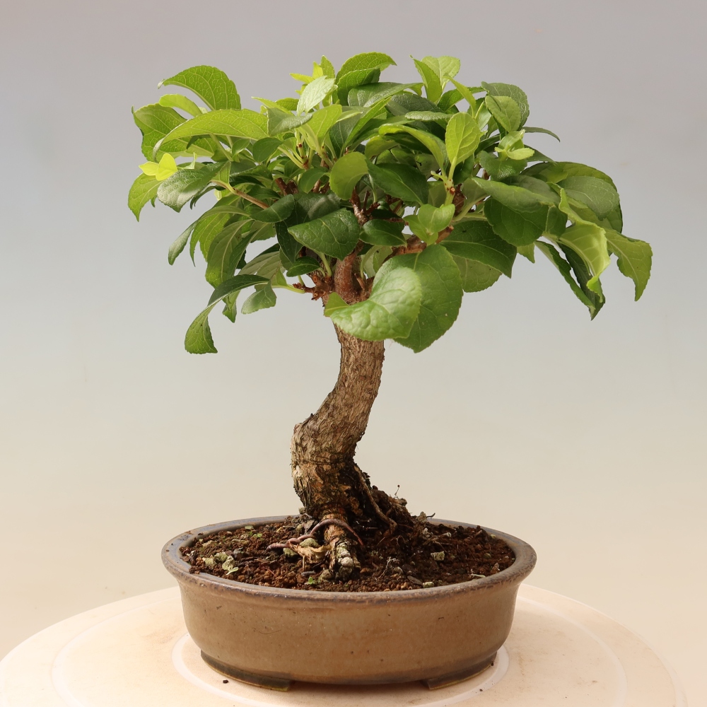 Bonsai zewnętrzne - Celastrus orbiculatus