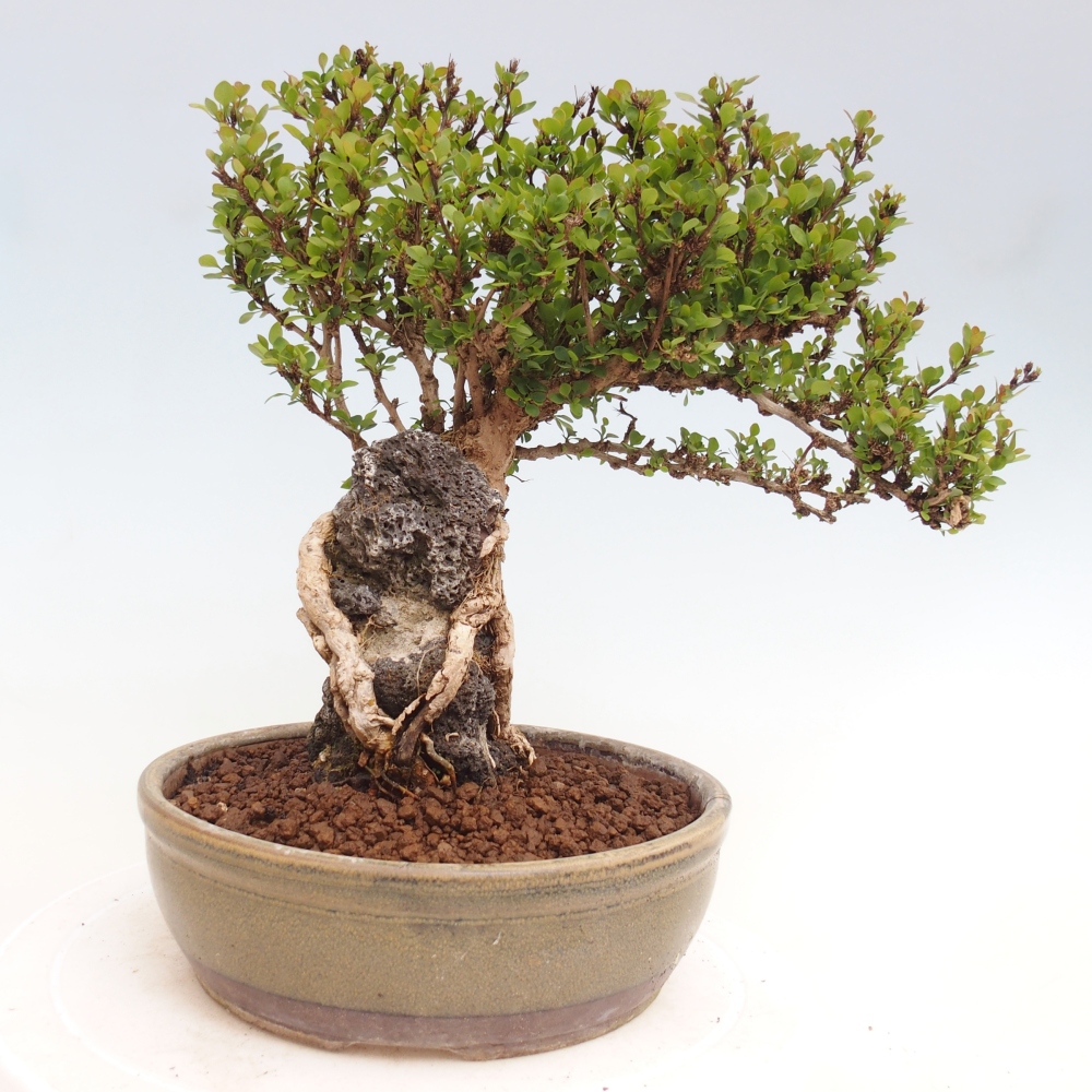 Bonsai zewnętrzne - Berberis coreana