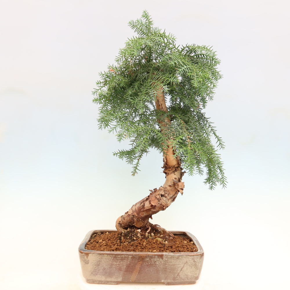 Bonsai domowe – araukaria – domowa sosenka