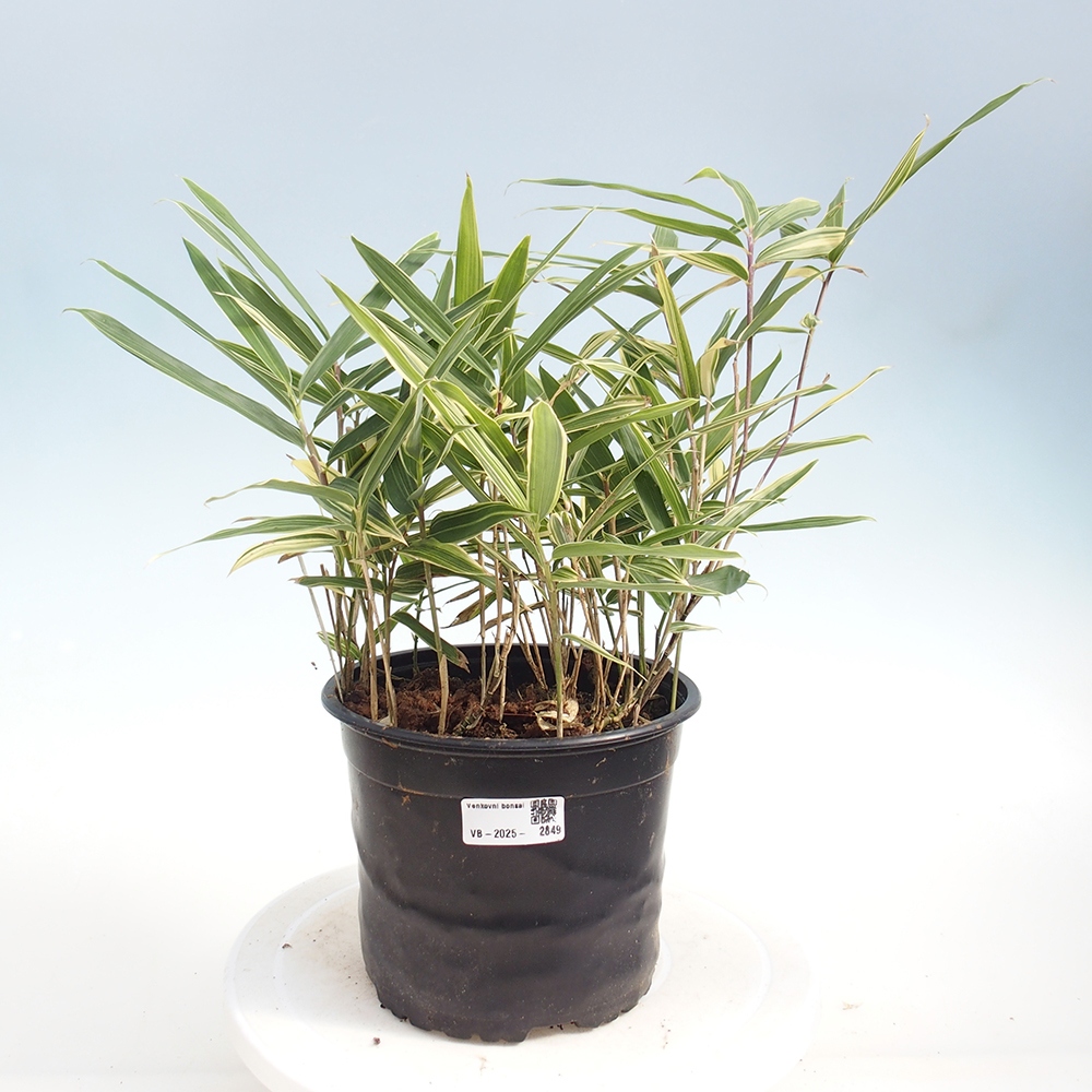Bonsai zewnętrzne - Sasaella masamuneana Albostriata - Bambus