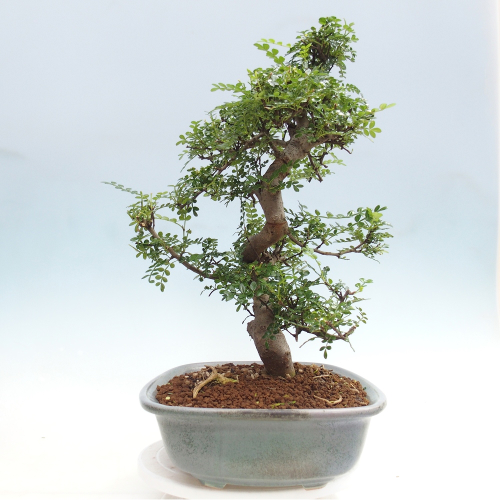 Pokój bonsai - Zantoxylum piperitum - drzewo pieprzowe