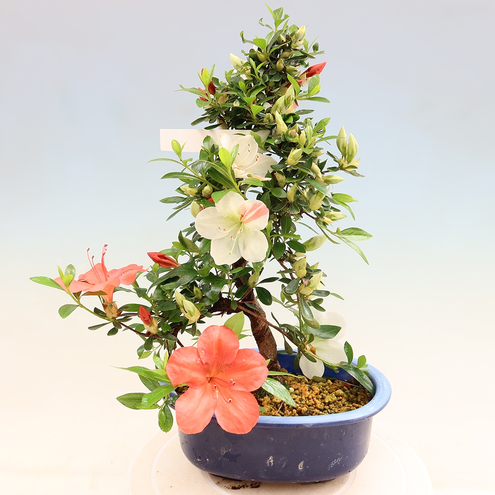 Bonsai zewnętrzne - Azalia japońska - Azalia Asahi-no-izumi