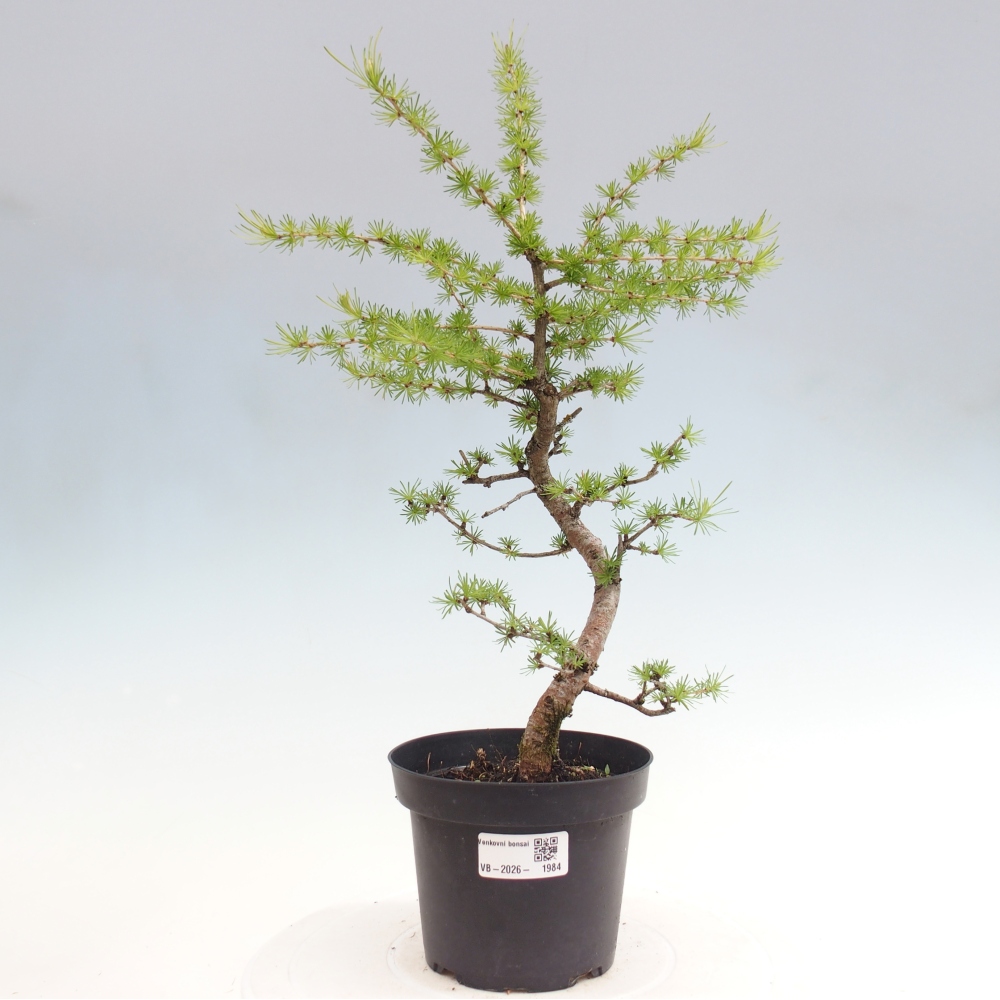 Bonsai zewnętrzne - Larix decidua - Modrzew