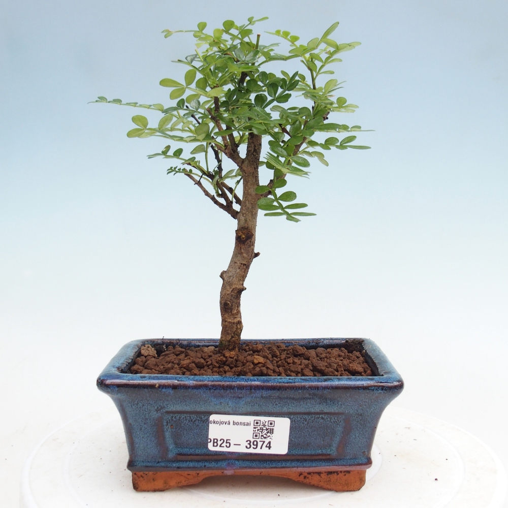 Pokój bonsai - Zantoxylum piperitum - drzewo pieprzowe