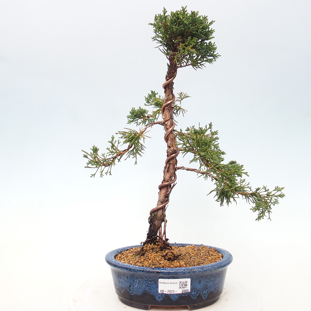 Outdoor bonsai - Juniperus chinensis Kishu