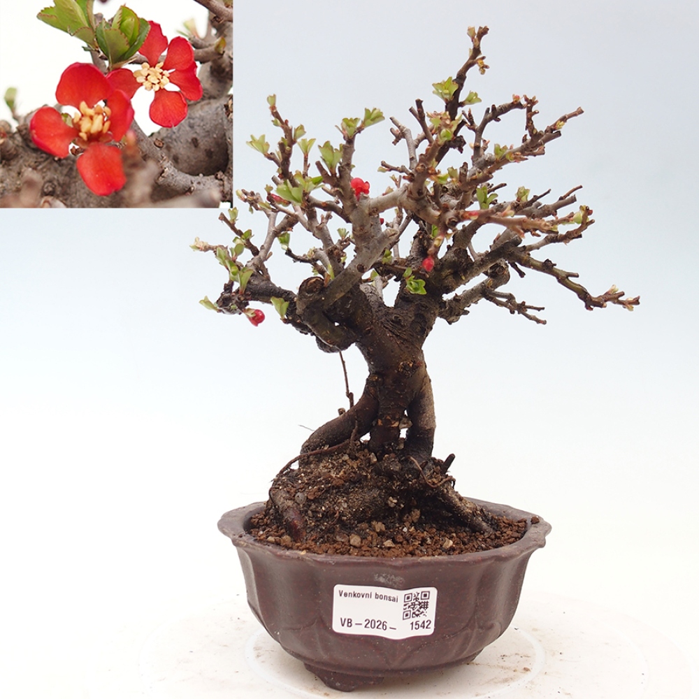 Bonsai zewnętrzne - Chaneomeles speciosa - Pigwa