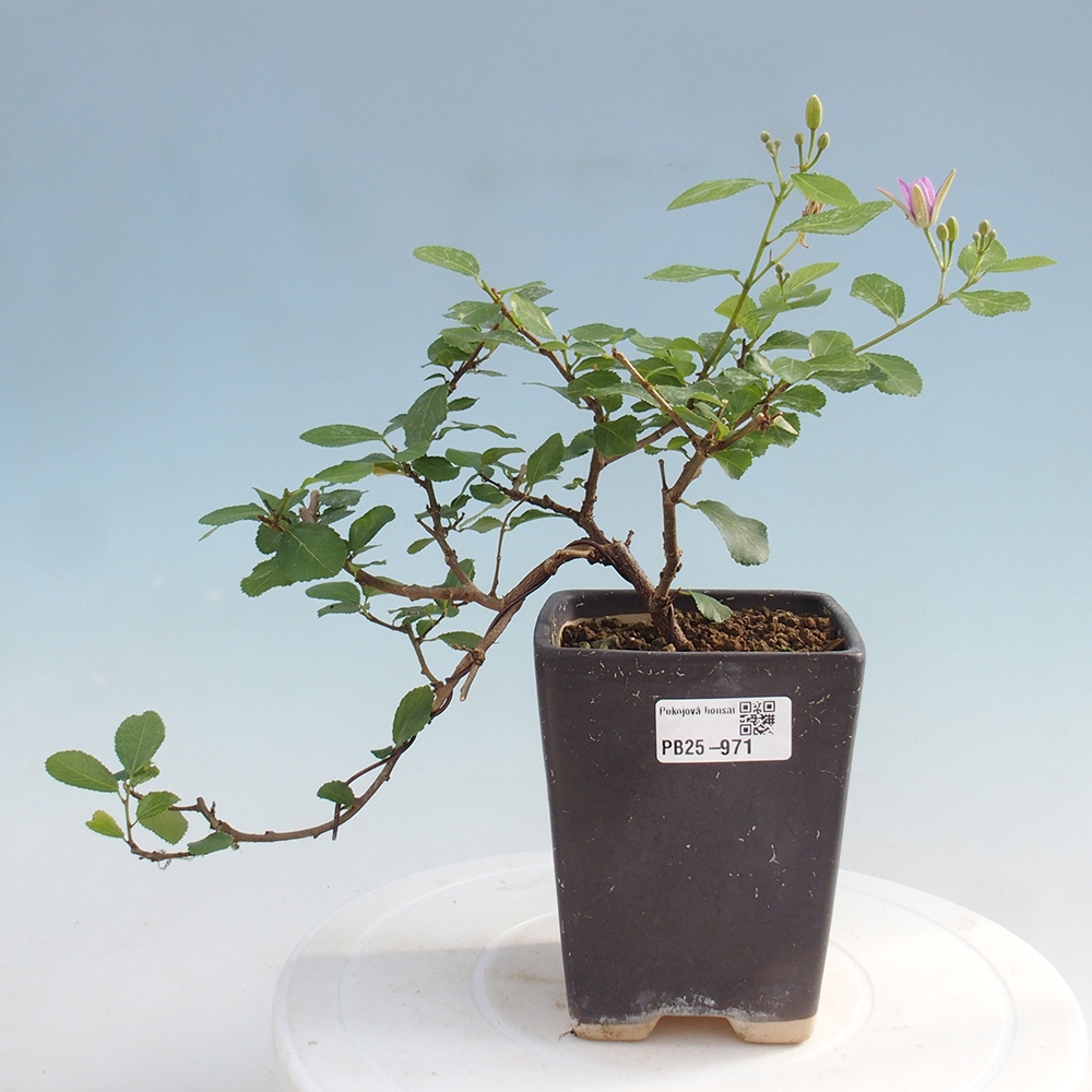Kryty bonsai - Grewia occidentalis - Lawendowa gwiazda