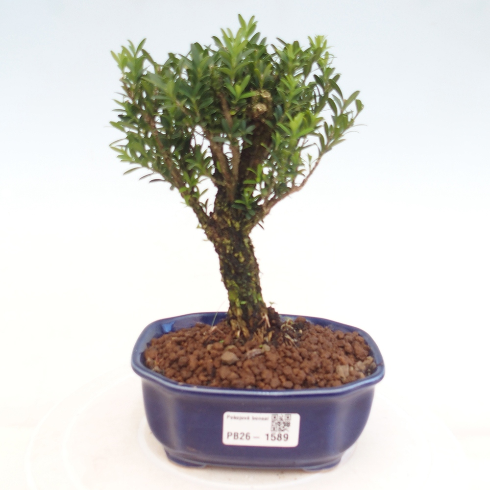 Pokój bonsai - Buxus harlandii - buxus korkowy