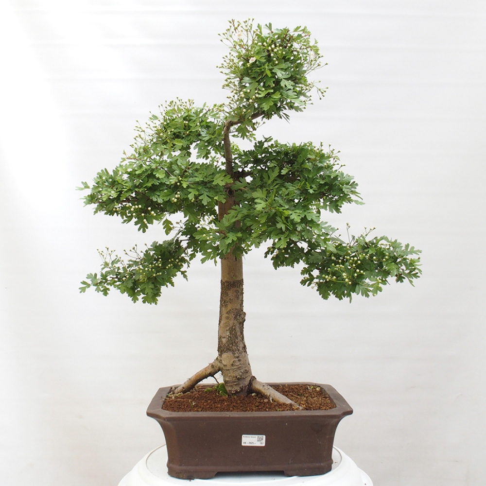 Bonsai zewnętrzne - Głóg - Crataegus monogyna