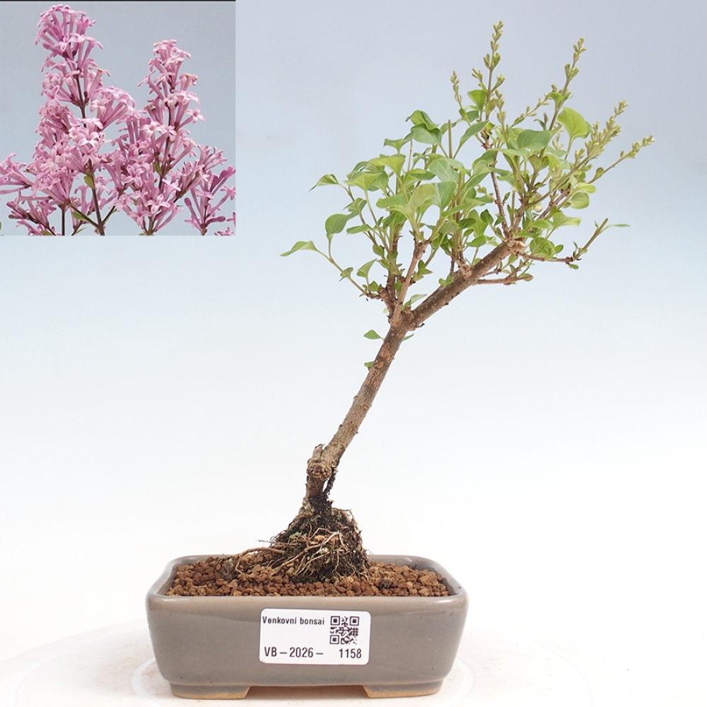 Outdoor bonsai - Syringa Meyeri Palibin - Lilak Meyera