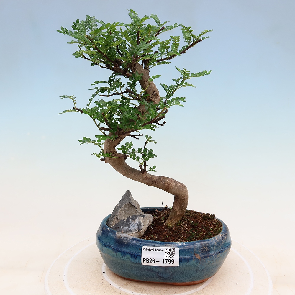 Pokój bonsai - Zantoxylum piperitum - drzewo pieprzowe