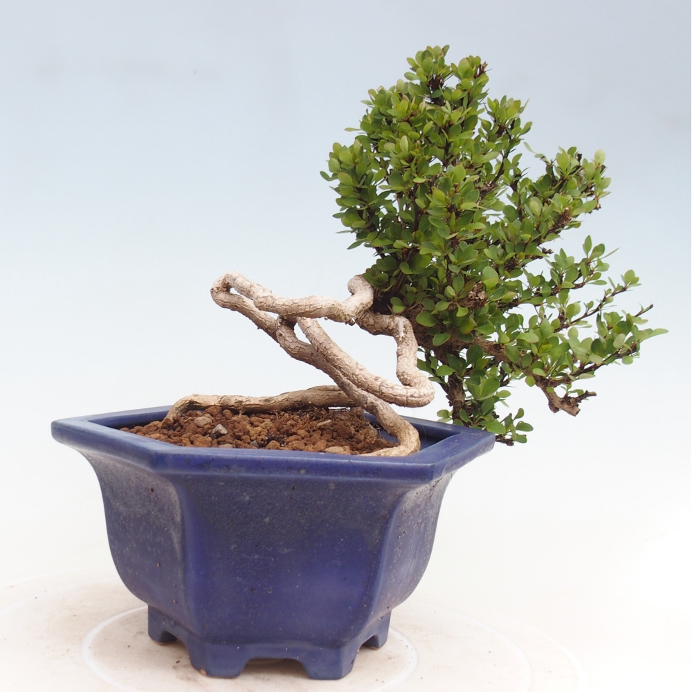 Bonsai zewnętrzne - Berberis coreana