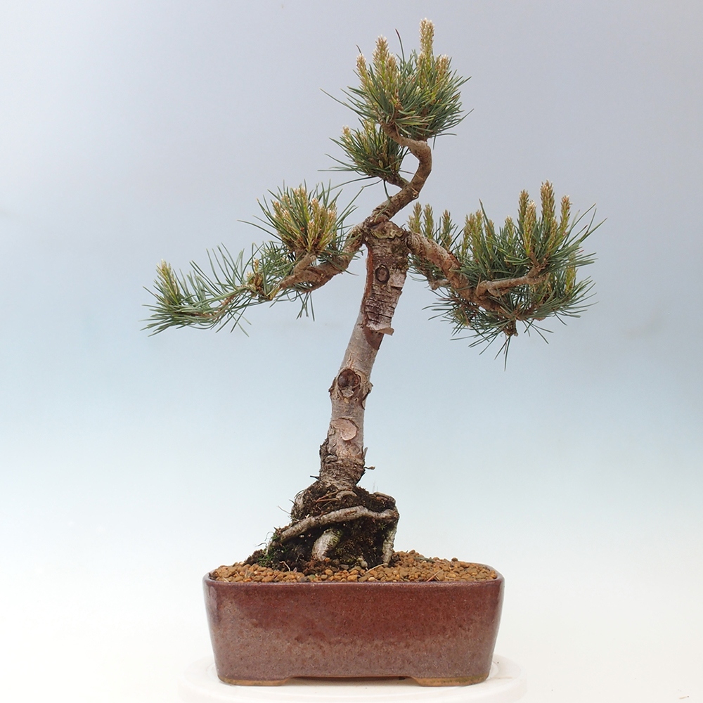 Outdoor bonsai - Pinus Sylvestris - sosna zwyczajna