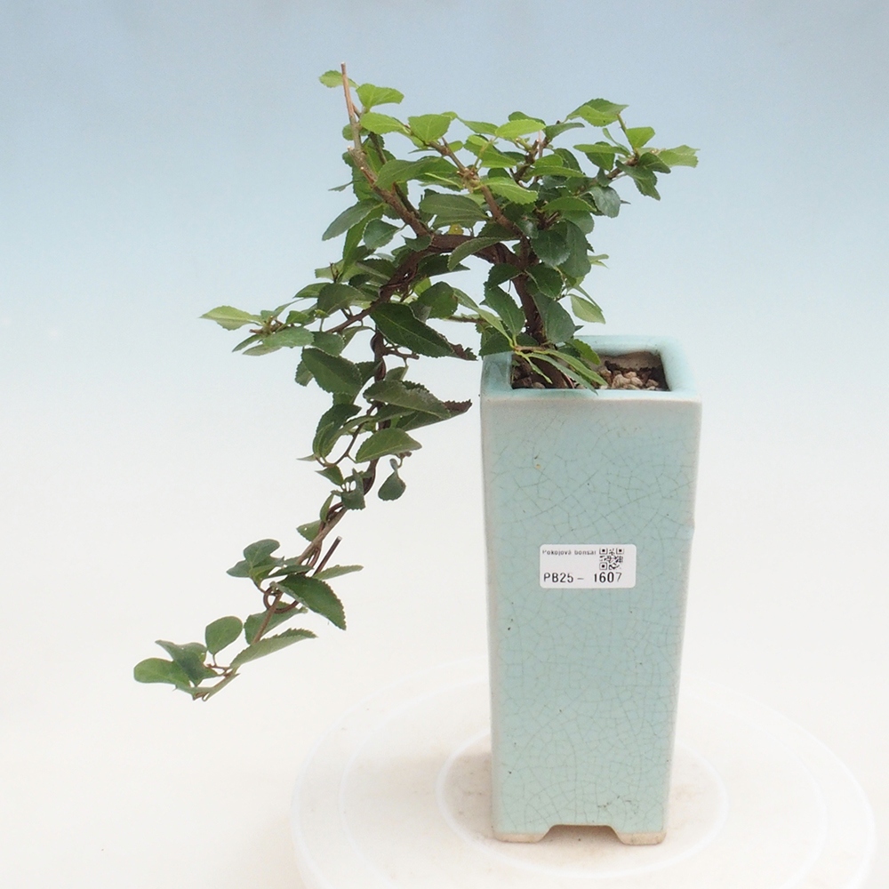 Kryty bonsai - Grewia occidentalis - Lawendowa gwiazda