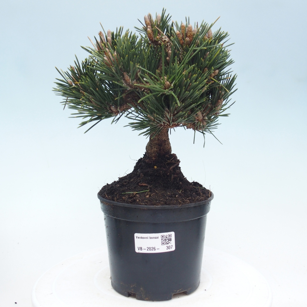 Outdoor bonsai - Pinus thunbergii senjyumaru - Sosna Thunberga