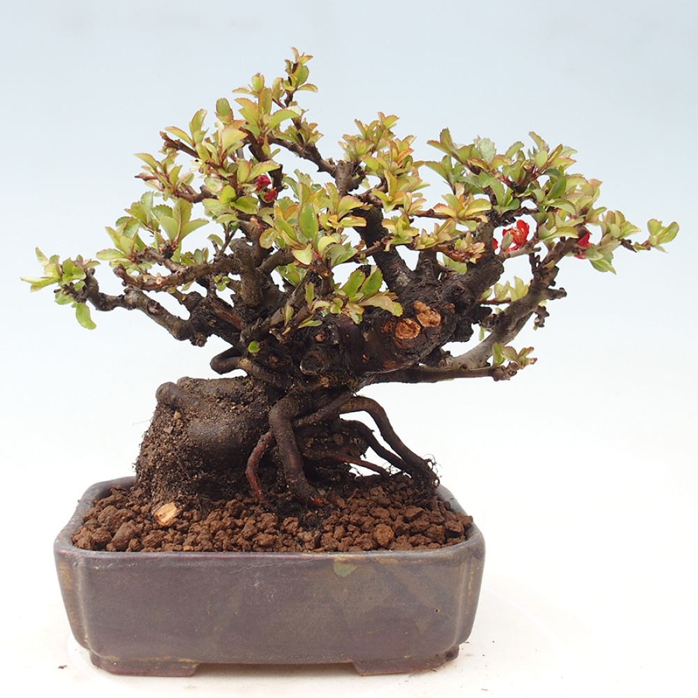 Bonsai zewnętrzne - Chaneomeles speciosa - Pigwa