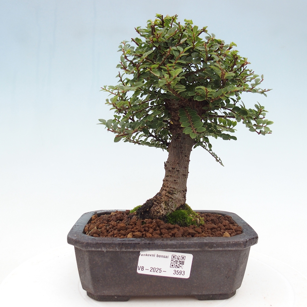 Outdoor bonsai - Ulmus parvifolia Hokkaido - wiąz chiński