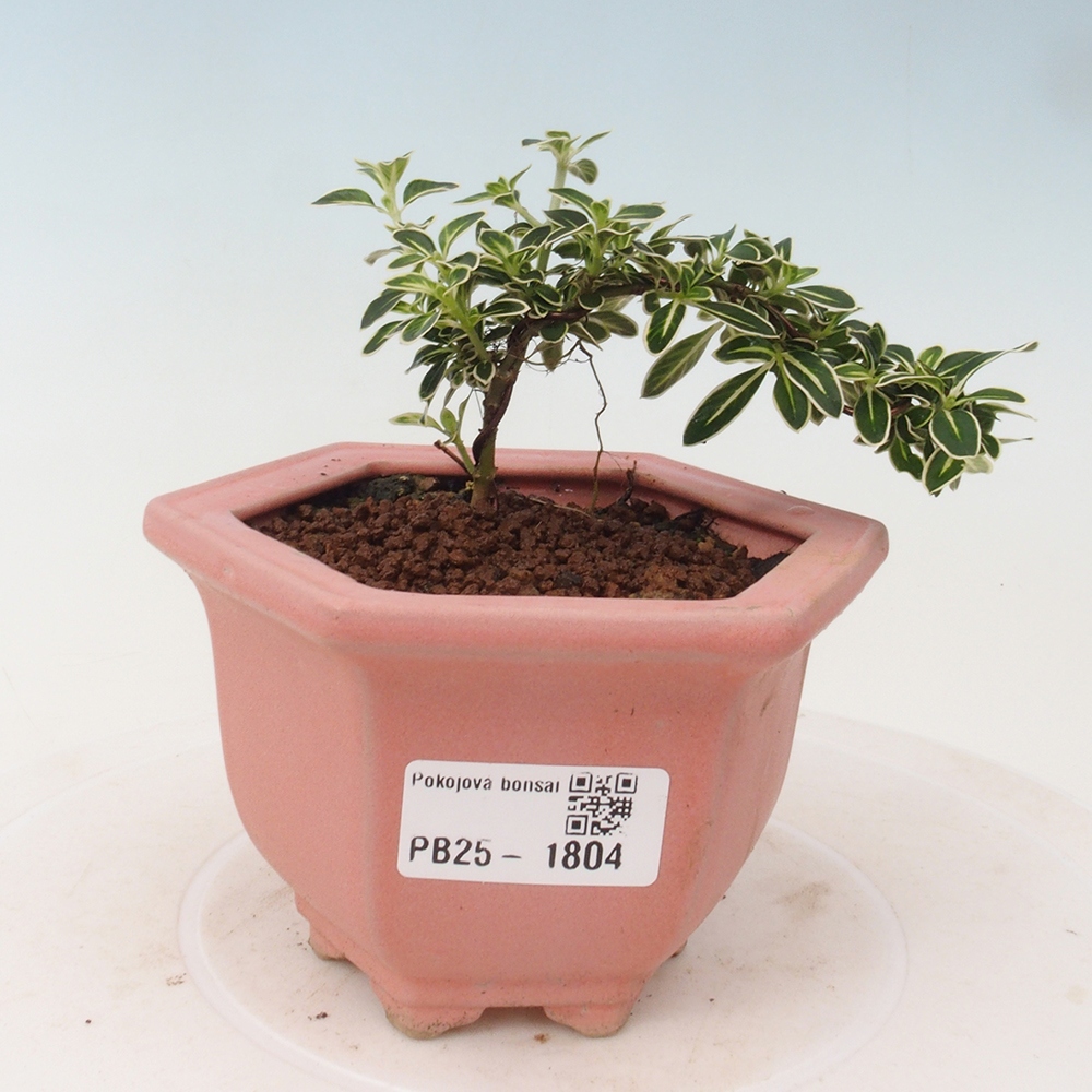 Bonsai do wnętrz - Serissa foetida Variegata - Drzewo tysiąca gwiazd