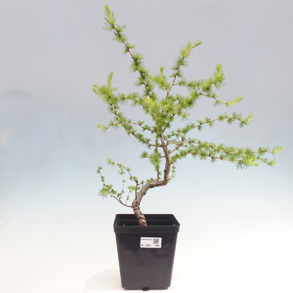 Bonsai zewnętrzne - Larix decidua - Modrzew