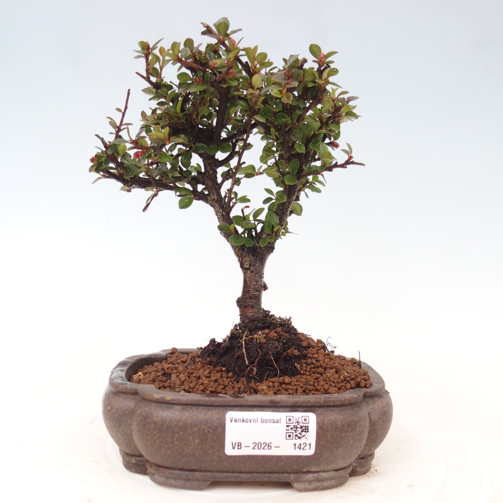 Outdoor bonsai - irga pozioma - Rocky Mountain