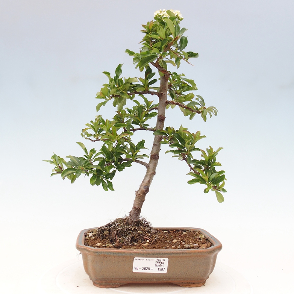 Outdoor Bonsai-Pyracanta Teton-Piekarnia