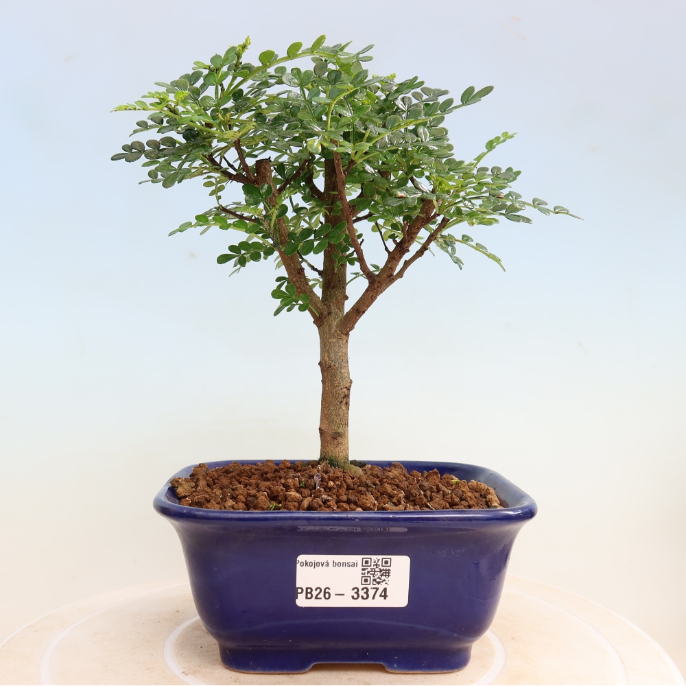 Pokój bonsai - Zantoxylum piperitum - drzewo pieprzowe