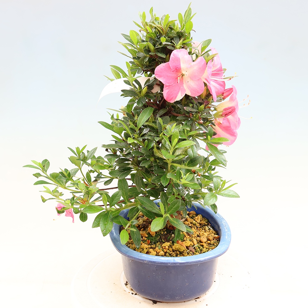 Bonsai zewnętrzne - Azalia japońska - Azalia Santoka